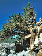 Bristlecone Pine - Great Basin NP, Nevada