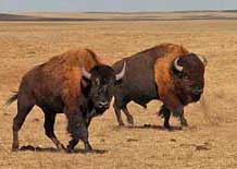 Badlands Buffalo - Badlands National Park, South Dakota