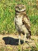Burrowing Owl - Badlands National Park, South Dakota