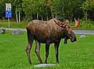 Moose Encounter - Earthquake Park, Anchorage, AK