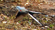 Scissor-tailed Flycatcher - OK State Bird