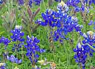 Bluebonnets - Hill Country, Texas