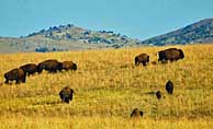 Bison Herd - Wichita Mountains Scenic Byway, OK
