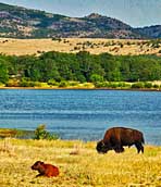 Bison - Wichita Mountains Scenic Byway, OK