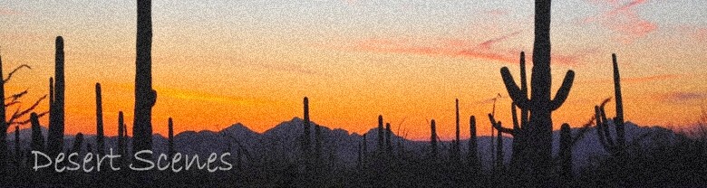 Saguaro National Park at Sundown
photo by Ken Reece