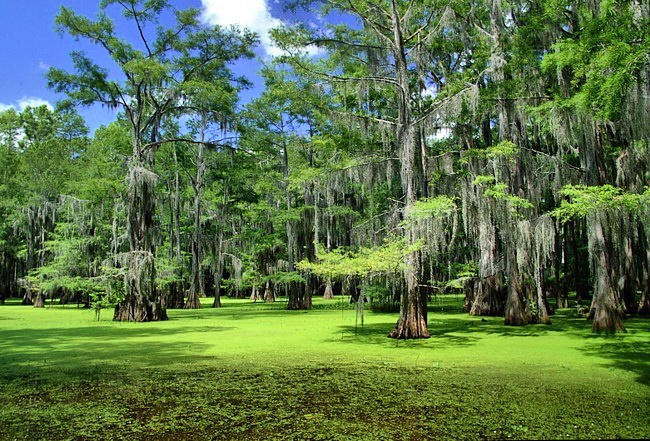 Caddo Lake - Karnack, Texas