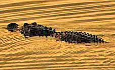 Alligator - Canaveral Marshes, Brevard County, Florida