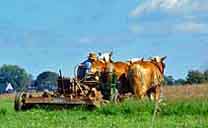 Amish Farmer - Lancaster County, PA