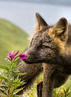 Artic Fox - Chugach, Alaska