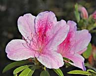 Azaleas in Bloom