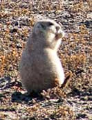 Prairie Dog - Theodore Roosevelt National Park