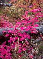 BigTooth Maple - Oak Creek Canyon, Arizona