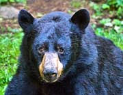 Black Bear - Chugach, Alaska