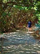 Sea Grape Forest Pathway - Blowing Rocks Preserve, Jupiter, Florida