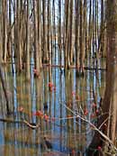 Cypress Reflection - Bluff Lake Boardwalk