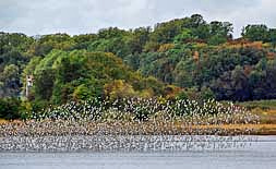 Snow geese in Flight - Bombay Hook NWR, Delaware