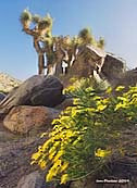 Brittlebush and Joshua Tree - Death Valley National Park, California