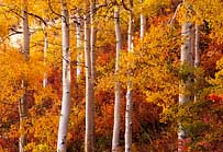 Butler Creek Aspens - Uinta-Wasatch-Cache National Forest, Utah