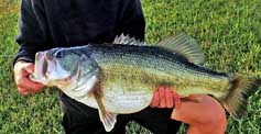 Largemouth Bass