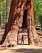 California Tunnel Tree - Mariposa Grove, California