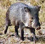 Javelina - Chiricahua Mountains, Portal, Arizona