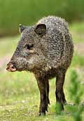 Javelina - Chiricahua Mountains, Portal, Arizona