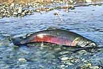 Coho Spawning in the Sol Duc River - NPS