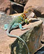 Collared Lizard - NPS