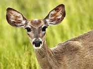 Coues Deer - Chiricahua Mountains, Arizona