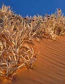 Dune Grasses -  Coral Pink Sand Dunes State Park, Kanab, Utah