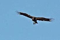 Condor  - Grand Canyon Village, AZ