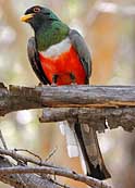 Elegant Trogon - Chiricahua Mountains, Portal, Arizona