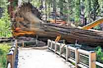 Fallen Giant - Mariposa Grove, Yosemite National Park, California