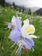 Columbine - Snowmass-Maroon Bells Wilderness, Colorado