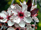 Fruit Tree Blossoms