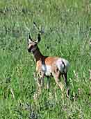 Grassland Pronghorn - North Dakota