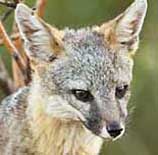 Gray Fox - Chiricahua Mountains, Portal, Arizona