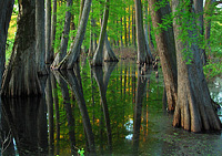 Greenville Cypress Preserve Break