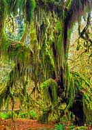 Hall of Mosses - Hoh Rain Forest, Olympic National Park, Washington