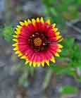 Indian Blanket - Hamilton Pool Preserve, Dripping Springs, Texas