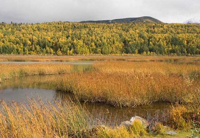 Potter Marsh - Anchorage Coastal Wildlife Refuge, Alaska