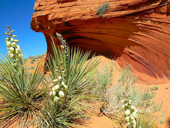 Narrow-leaf Yucca - South Coyote Buttes, Kanab, Utah