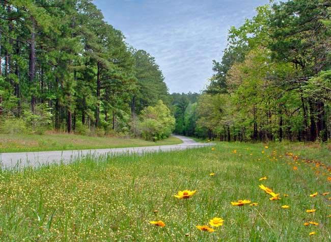 Longleaf Trail - Kisatchie National Forest, Derry, Louisiana