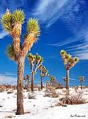 Joshua Trees - Joshua Tree National Park, California