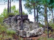 Longleaf Hills - Kisatchie National Forest, Derry, Louisiana