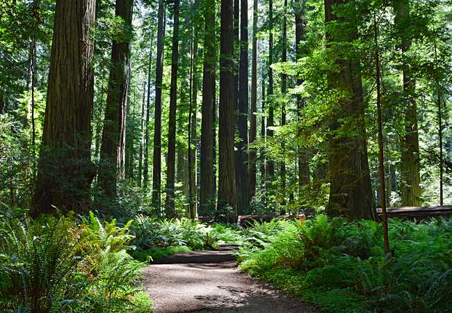 largest redwood in california