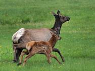 Mill Creek Road Wildlife