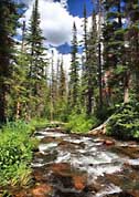 Wilderness stream - Zirkel Wilderness, Colorado