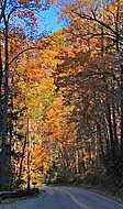 Newfound Gap Road