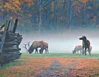 Oconaluftee Visitor Center elk, NC